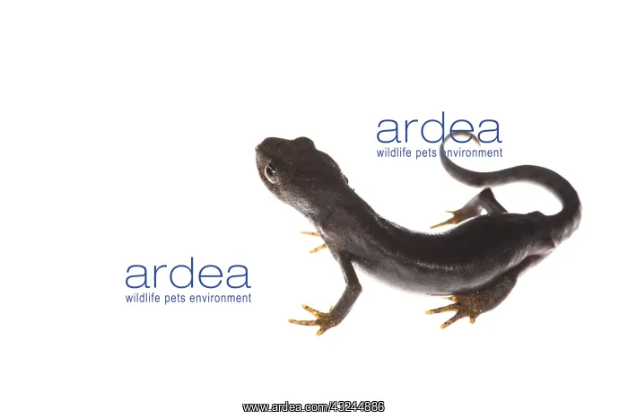 : Female of alpine newt (Ichthyosaura alpestris : Female of alpine newt (Ichthyosaura alpestris
