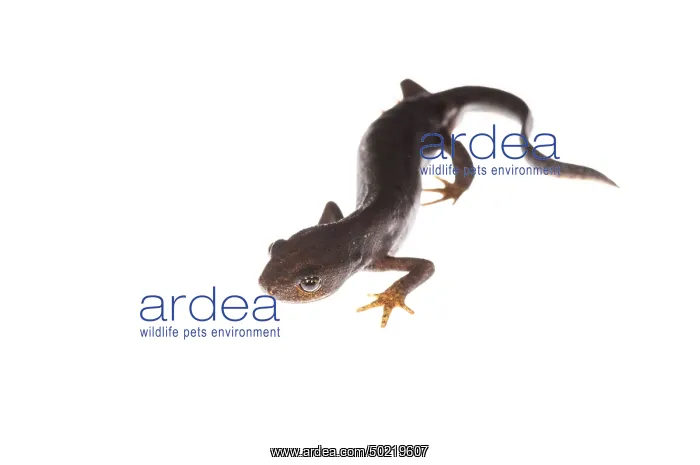 : Female of alpine newt (Ichthyosaura alpestris ssp. apuana) in terrestrial phase against a white background, Liguria, Italy : Female of alpine newt (Ichthyosaura alpestris ssp. apuana) in terrestrial phase against a white background, Liguria, Italy