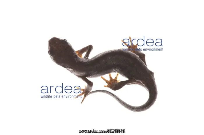 : Female of alpine newt (Ichthyosaura alpestris ssp. apuana) in terrestrial phase against a white background, Liguria, Italy : Female of alpine newt (Ichthyosaura alpestris ssp. apuana) in terrestrial phase against a white background, Liguria, Italy