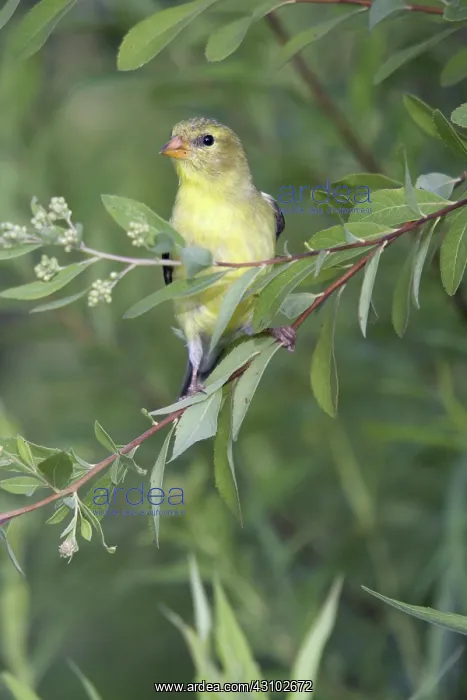  : Female American Goldfinch