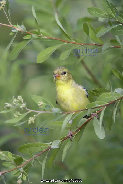 : Female American Goldfinch : Female American Goldfinch