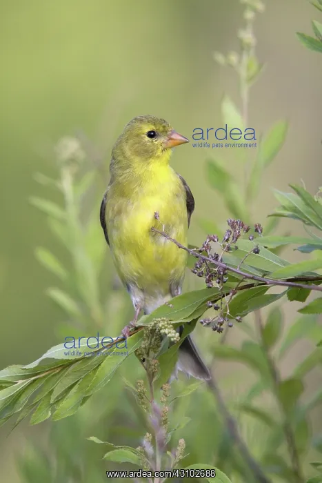 : Female American Goldfinch : Female American Goldfinch