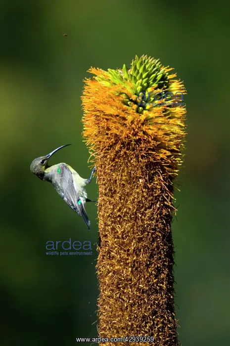 : Female Amethyst (African Black) Sunbird - visiting : Female Amethyst (African Black) Sunbird - visiting