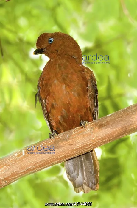 : Female Andean Cock-of-the-rock : Female Andean Cock-of-the-rock