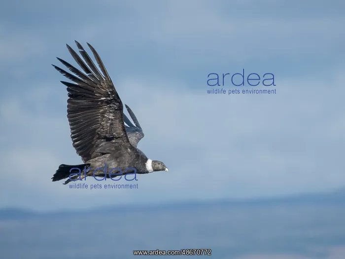 : Female Andean condor in Patagonia. Chile, Magallanes : Female Andean condor in Patagonia. Chile, Magallanes