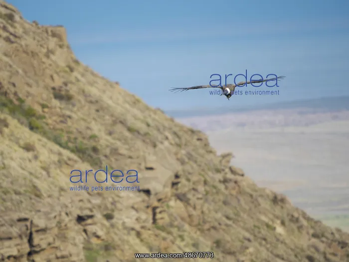 : Female Andean condor in Patagonia. Chile, Magallanes : Female Andean condor in Patagonia. Chile, Magallanes