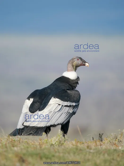 : Female Andean condor in Patagonia. Chile, Magallanes : Female Andean condor in Patagonia. Chile, Magallanes