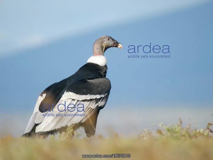 : Female Andean condor in Patagonia. Chile, Magallanes : Female Andean condor in Patagonia. Chile, Magallanes