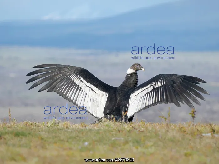 : Female Andean condor in Patagonia. Chile, Magallanes : Female Andean condor in Patagonia. Chile, Magallanes