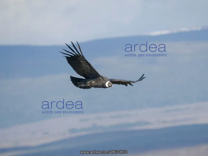 : Female Andean condor in Patagonia. Chile, Magallanes : Female Andean condor in Patagonia. Chile, Magallanes
