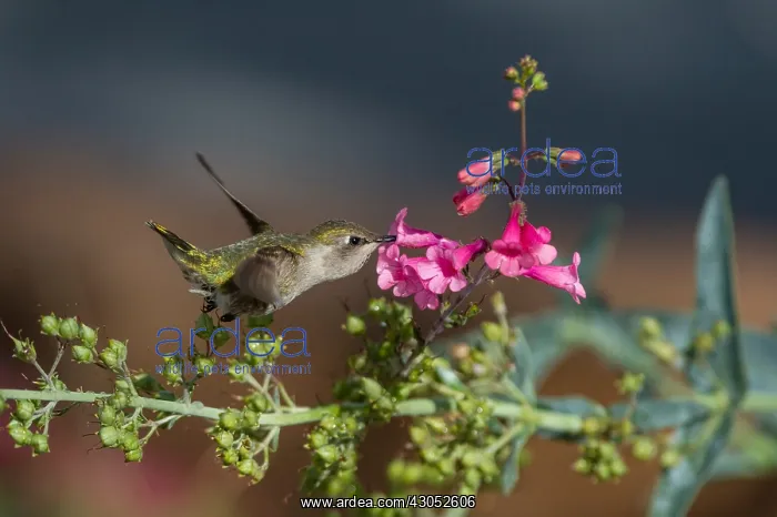 : Female Anna's Hummingbird (Calypte anna) feeding : Female Anna's Hummingbird (Calypte anna) feeding