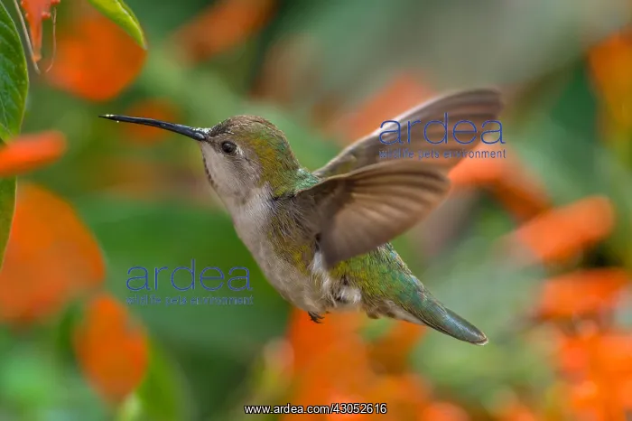 : Female Anna's Hummingbird (Calypte anna) feeding : Female Anna's Hummingbird (Calypte anna) feeding