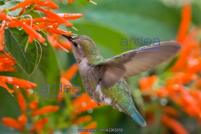 : Female Anna's Hummingbird (Calypte anna) feeding : Female Anna's Hummingbird (Calypte anna) feeding