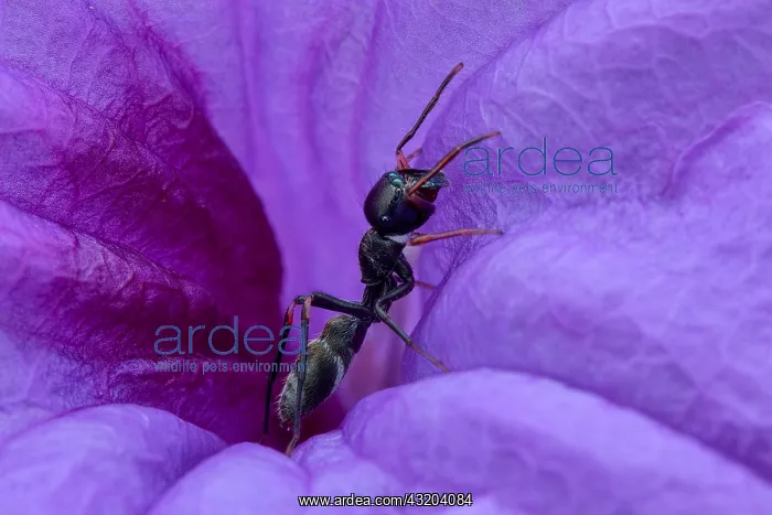 : A female ant-mimicking jumping spider (Myrmarachne : A female ant-mimicking jumping spider (Myrmarachne