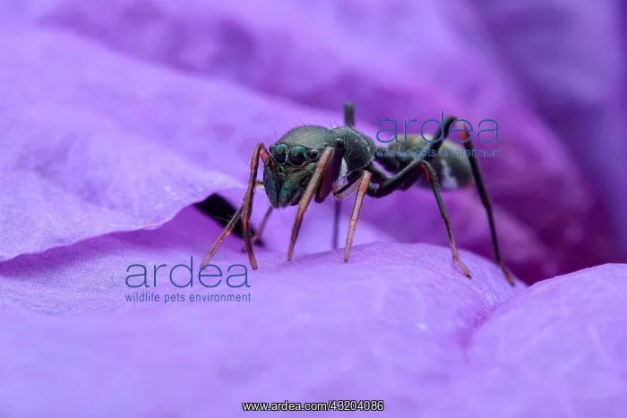 : A female ant-mimicking jumping spider (Myrmarachne : A female ant-mimicking jumping spider (Myrmarachne
