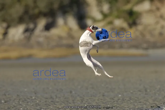 : Female Arabian Greyhound playing with a ball on the coast : Female Arabian Greyhound playing with a ball on the coast