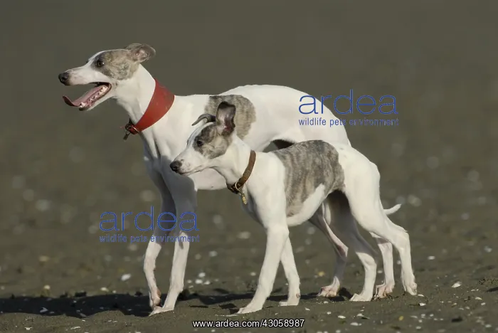 : Female Arabian Greyhound and young on the coast : Female Arabian Greyhound and young on the coast