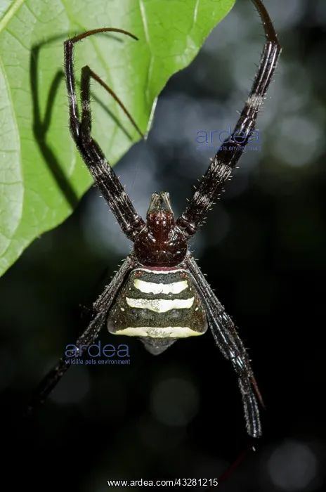 : Female Argiope Spider - on web on leaf - Klungkung : Female Argiope Spider - on web on leaf - Klungkung