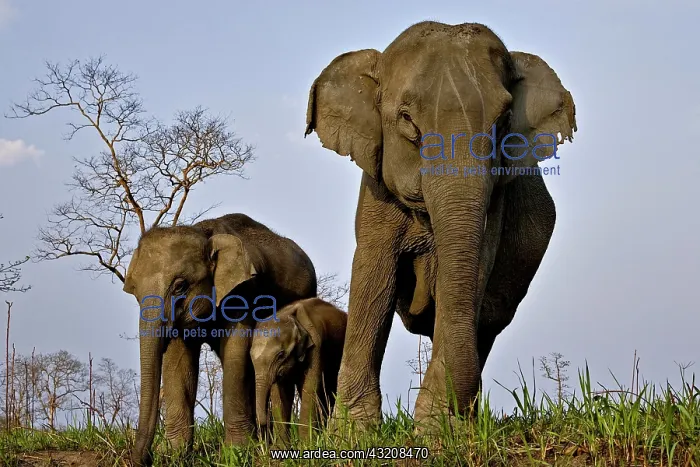 : Female Asian elephant (Elephas maximus) with her : Female Asian elephant (Elephas maximus) with her