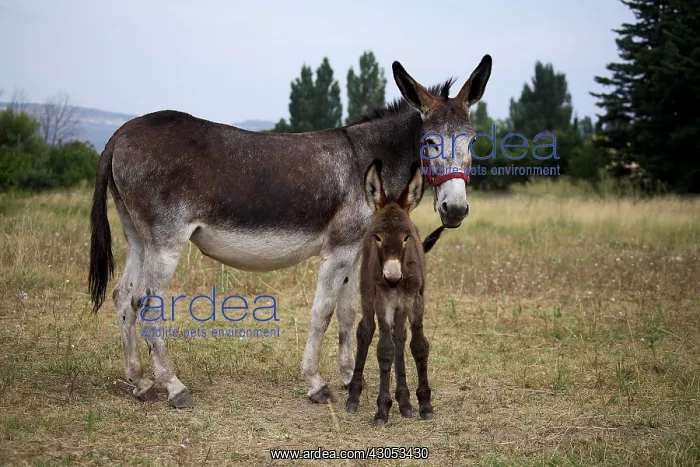 : Female Ass and its Ass's Foal in a meadow : Female Ass and its Ass's Foal in a meadow