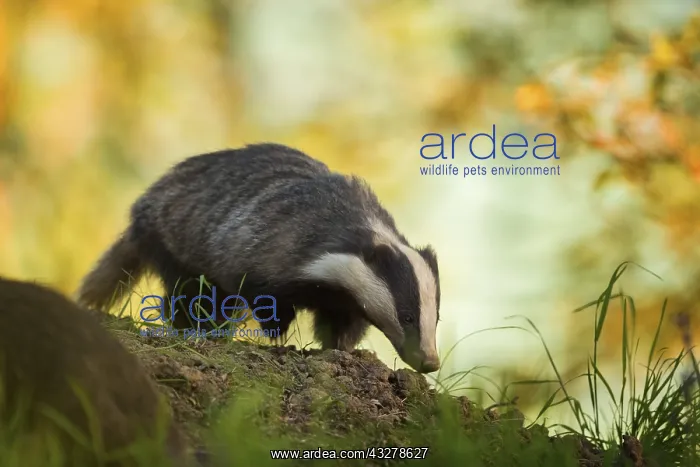 : A female Badger emerges from her sett in the Peak : A female Badger emerges from her sett in the Peak