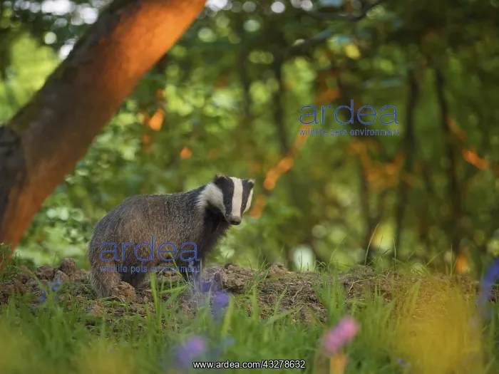 : A female Badger emerges from her sett in the Peak : A female Badger emerges from her sett in the Peak