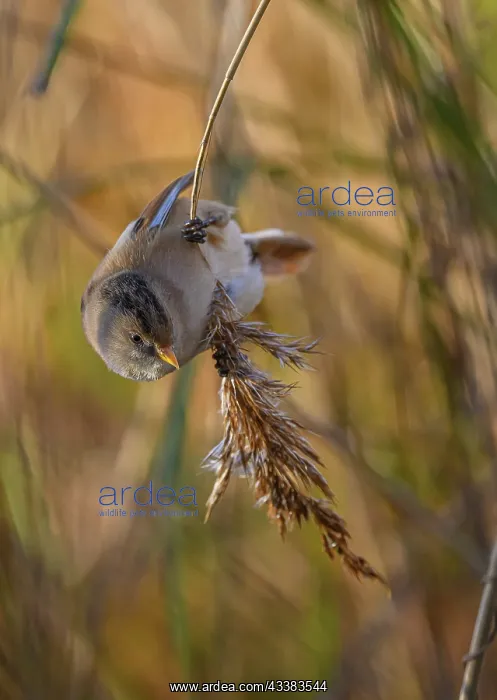 : Female Bearded Reedling, Panurus biarmicus, feed : Female Bearded Reedling, Panurus biarmicus, feed