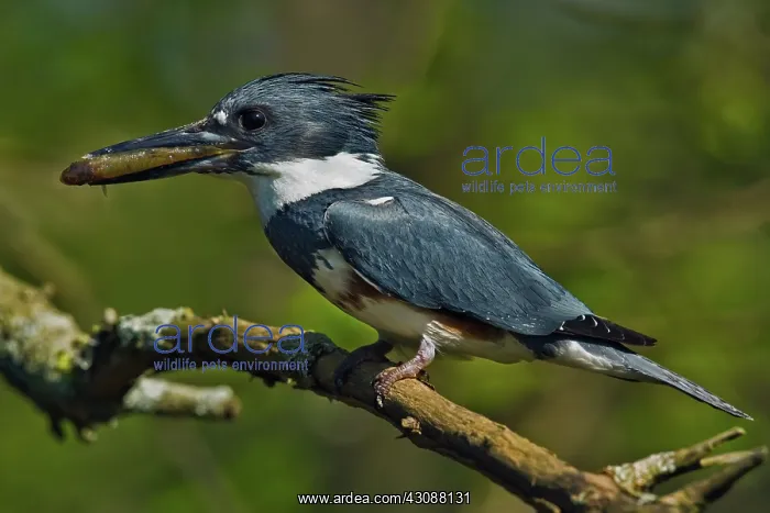 : Female Belted Kingfisher : Female Belted Kingfisher