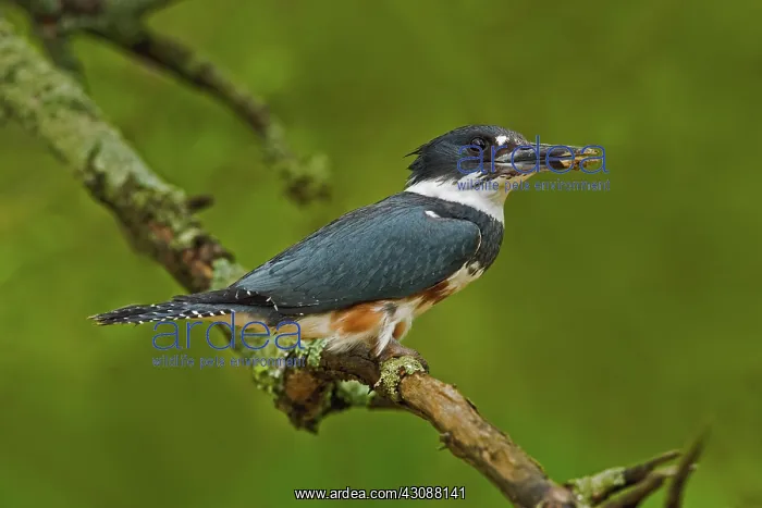 : Female Belted Kingfisher : Female Belted Kingfisher