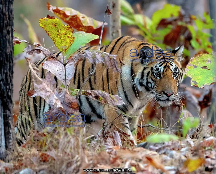 : Female bengal tiger (Panthera tigris tigris) in : Female bengal tiger (Panthera tigris tigris) in