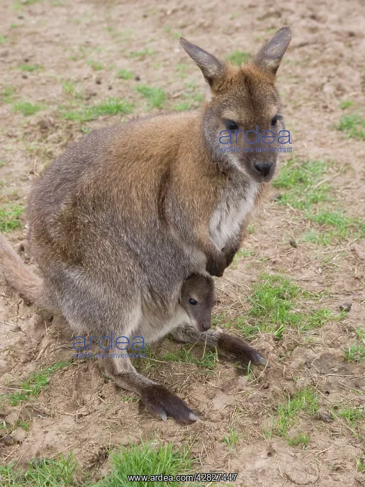 : Female Bennett's Wallaby with joey in pouch : Female Bennett's Wallaby with joey in pouch