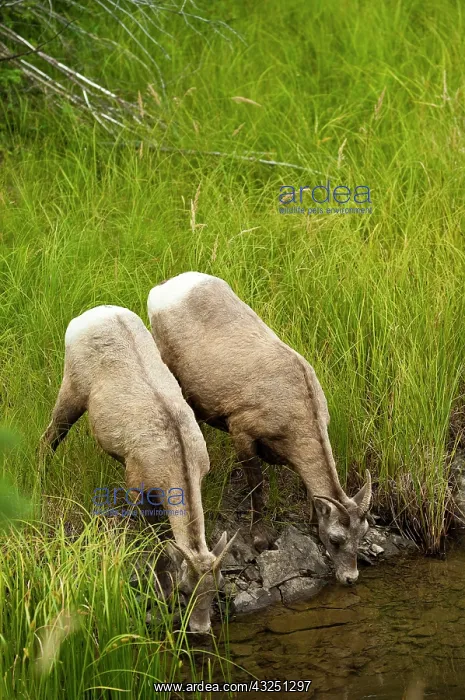 : Female big horn sheep in Jasper National : Female big horn sheep in Jasper National