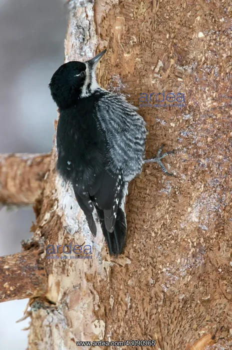 : Female Black-backed Woodpecker : Female Black-backed Woodpecker