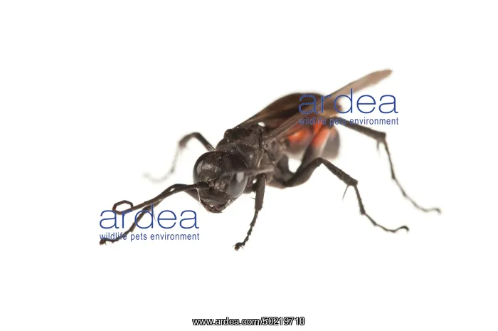 : Female of Black-banded spider wasp (Anoplius viaticus) on the white background : Female of Black-banded spider wasp (Anoplius viaticus) on the white background