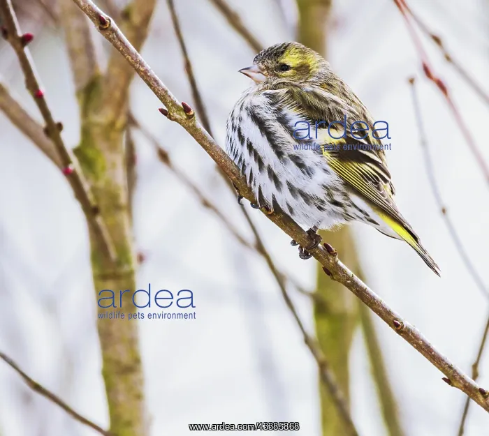 : Female black-headed goldfinch sitting on a twig : Female black-headed goldfinch sitting on a twig