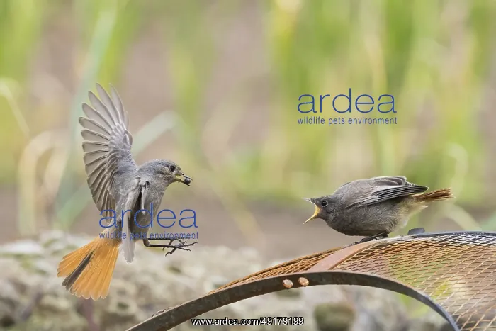 : Female black redstart (Phoenicurus ochruros) approaching to feed a young bird on a wire mesh : Female black redstart (Phoenicurus ochruros) approaching to feed a young bird on a wire mesh