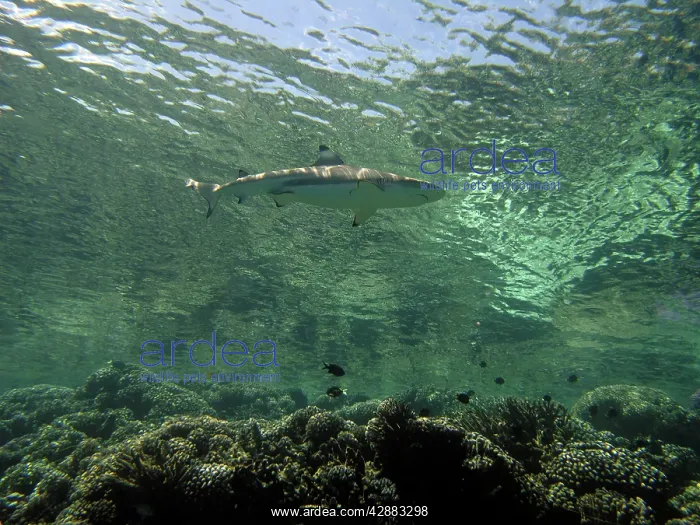 : Female Black-tip / Blacktip Reef Shark - swimming : Female Black-tip / Blacktip Reef Shark - swimming
