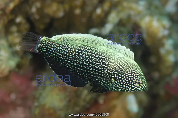 : Female Black Wrasse Air Perang dive site, Lembeh : Female Black Wrasse Air Perang dive site, Lembeh