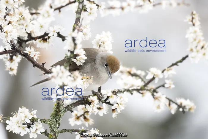 : Female Blackcap (Sylvia atricapilla) feeds on flowers : Female Blackcap (Sylvia atricapilla) feeds on flowers