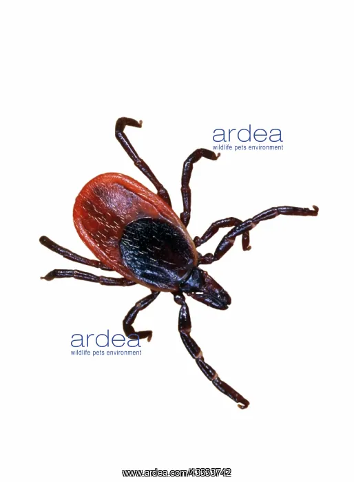 : Female blacklegged tick : Female blacklegged tick
