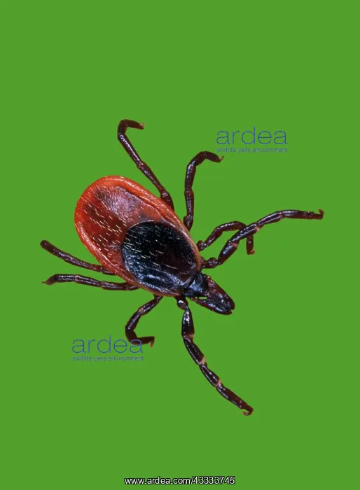 : Female blacklegged tick : Female blacklegged tick