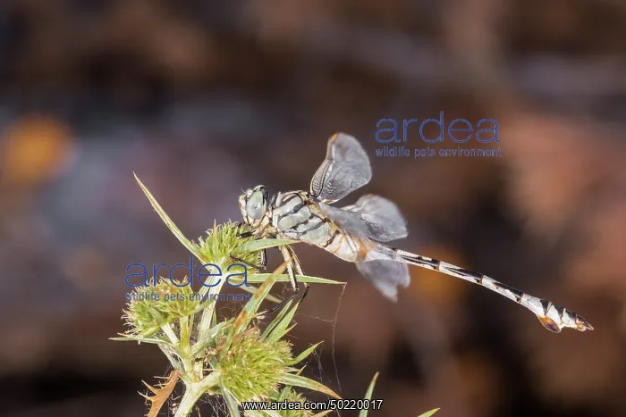 : Female of bladetail (Lindenia tetraphylla) perched on unknown plant, island of Pag, Zadar, Croatia : Female of bladetail (Lindenia tetraphylla) perched on unknown plant, island of Pag, Zadar, Croatia