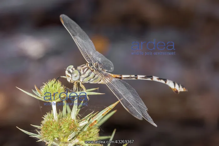 : Female of bladetail (Lindenia tetraphylla) resting : Female of bladetail (Lindenia tetraphylla) resting