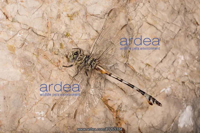 : Female of bladetail (Lindenia tetraphylla) resting : Female of bladetail (Lindenia tetraphylla) resting