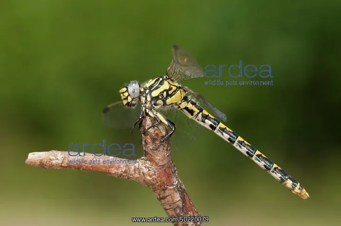 : Female of blue-eyed hook-tailed dragonfly (Onychogomphus uncatus) resting on branch, Liguria, Italy : Female of blue-eyed hook-tailed dragonfly (Onychogomphus uncatus) resting on branch, Liguria, Italy