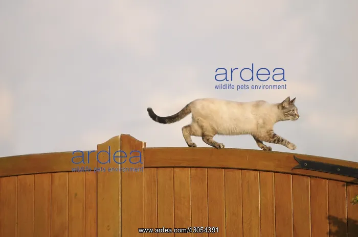  : Female blue tabby point Siamese cat on a garden gate