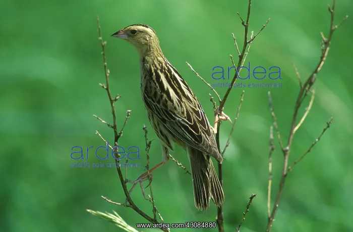 : Female Bobolink : Female Bobolink