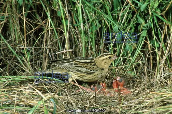: Female Bobolink at Nest : Female Bobolink at Nest