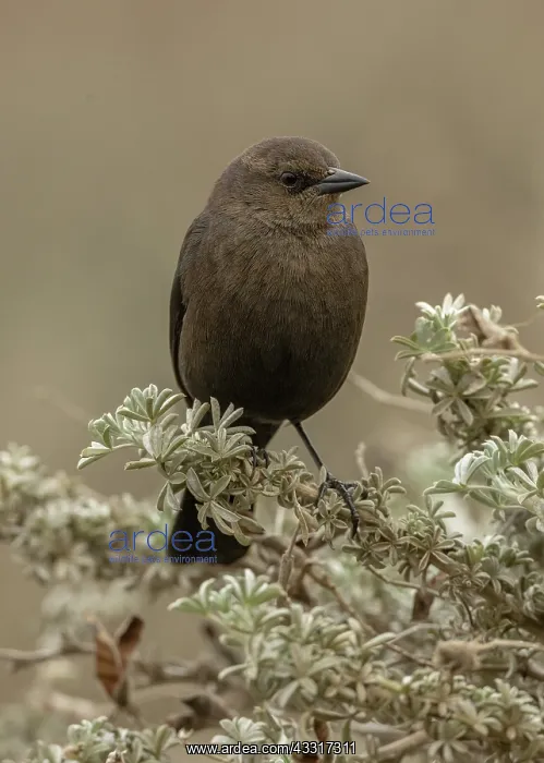 : Female Brewers blackbird, Euphagus cyanocephalus : Female Brewers blackbird, Euphagus cyanocephalus