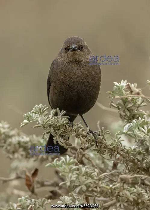 : Female Brewers blackbird, Euphagus cyanocephalus : Female Brewers blackbird, Euphagus cyanocephalus